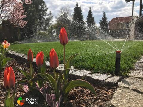 Zraszacz i tulipany